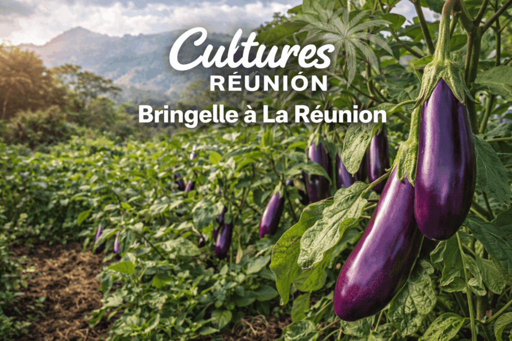 Bringelle (Aubergine) à La Réunion