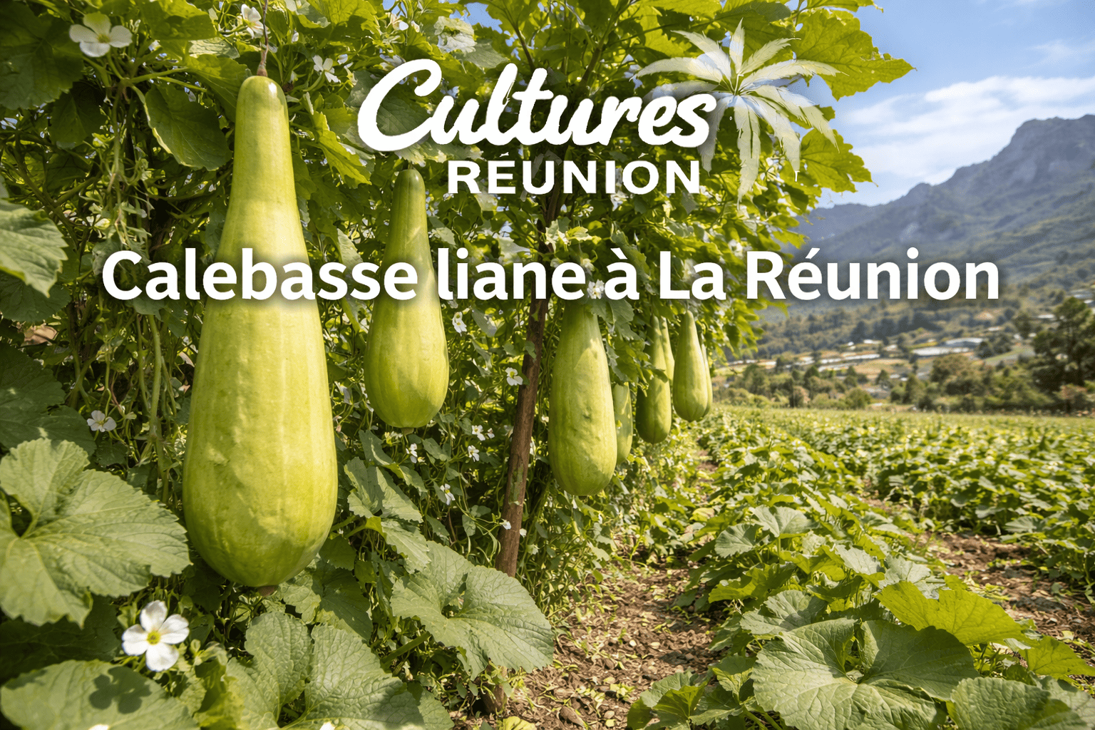 Calebasse liane à La Réunion | Cultures Tropicales Réunion