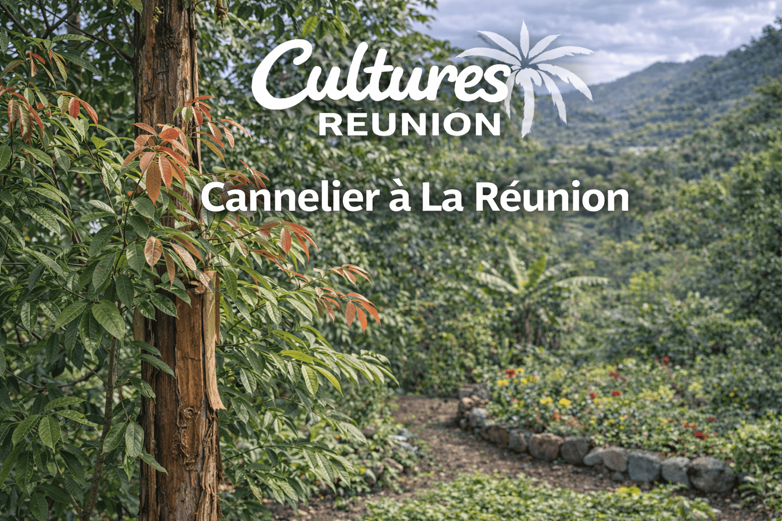Cannelier à La Réunion | Cultures Tropicales Réunion