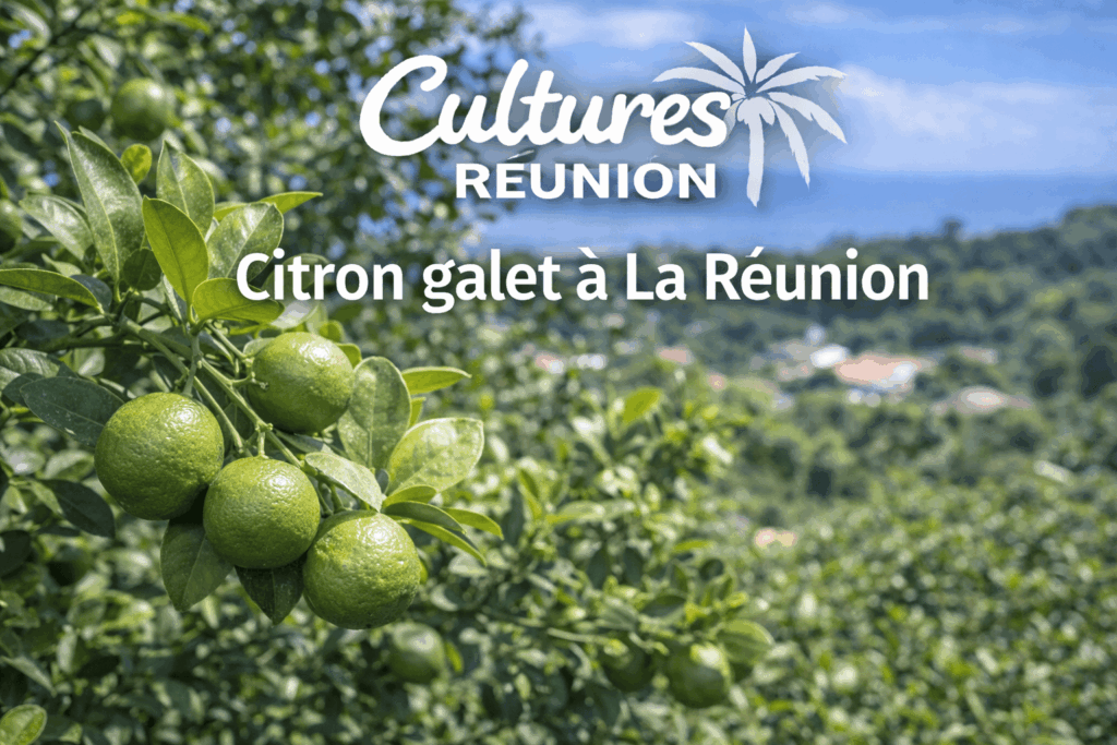Citron galet à La Réunion