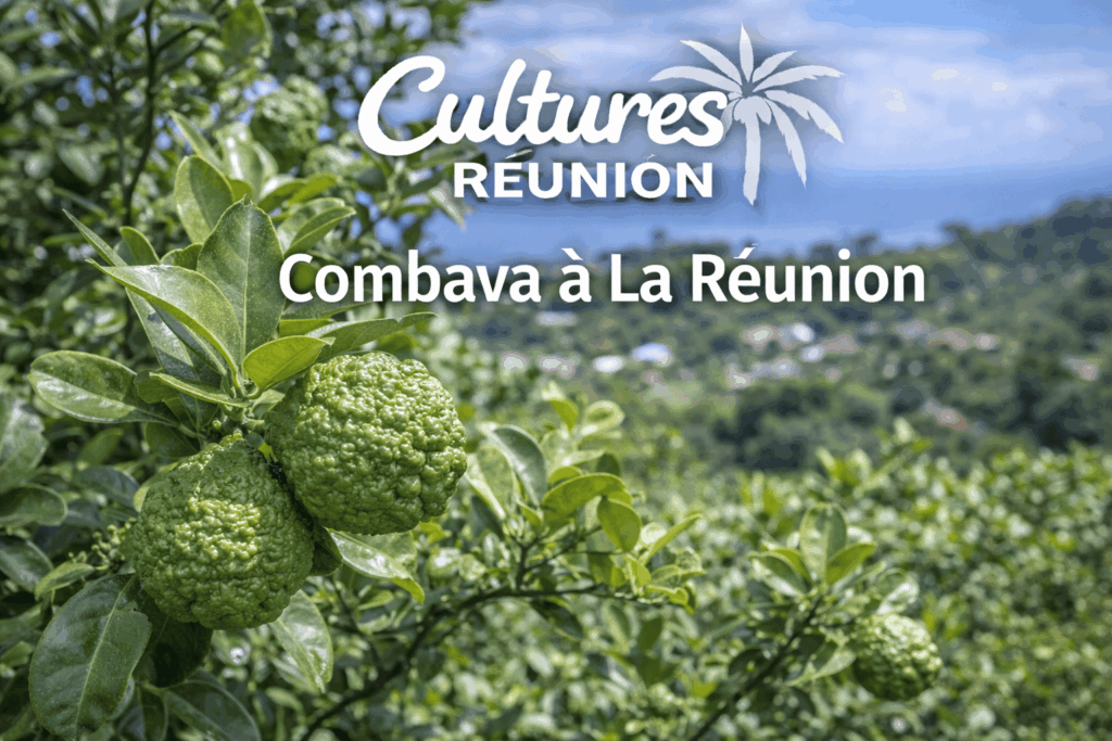 Combava à La Réunion