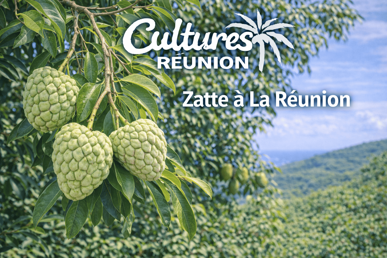Zatte à La Réunion | Cultures Tropicales Réunion